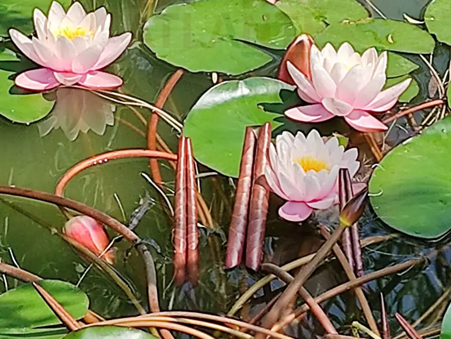 Immagine 32 di Casa indipendente in vendita  in Regione Molli 50 a Alice Bel Colle