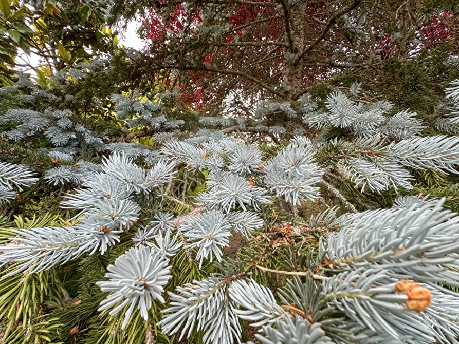 Immagine 20 di Villa in vendita  in Regione Scandolisio a Monastero Bormida