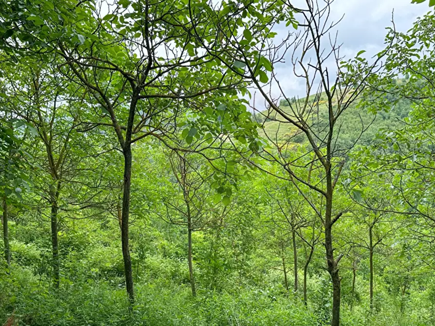 Immagine 11 di Villa in vendita  in Regione Scandolisio a Monastero Bormida