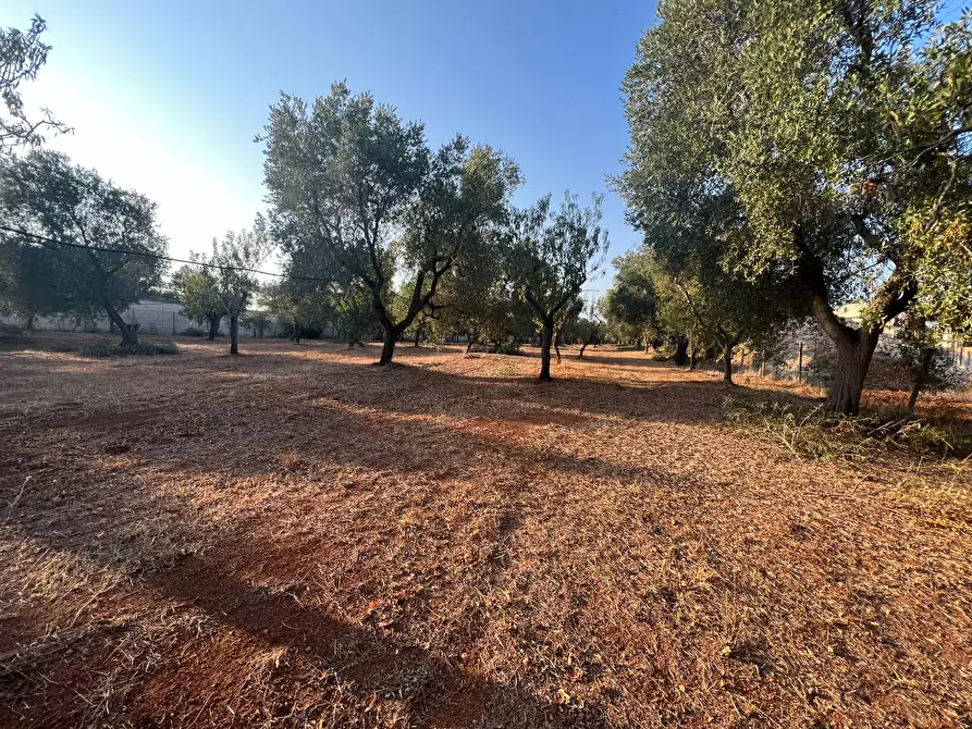 Immagine 41 di Casa semindipendente in vendita  in Contrada Aspri snc a Brindisi