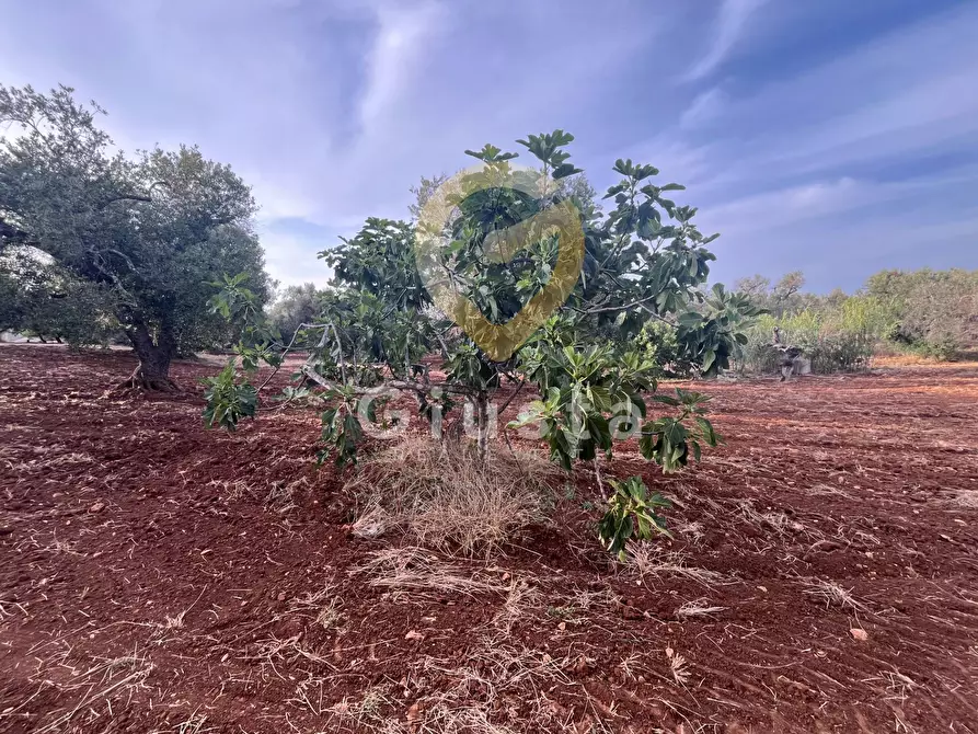 Immagine 7 di Baita in vendita  in Strada Provinciale 28 snc a Ceglie Messapico