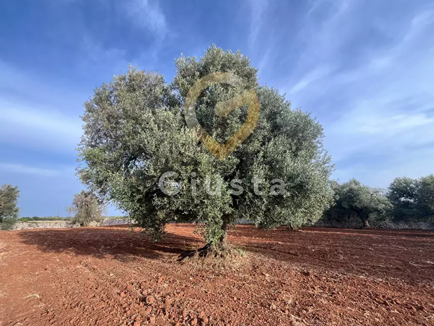 Immagine 9 di Baita in vendita  in Strada Provinciale 28 snc a Ceglie Messapico