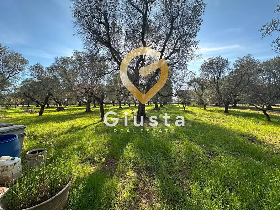 Immagine 12 di Rustico / casale in vendita  in contrada difesa snc a Francavilla Fontana