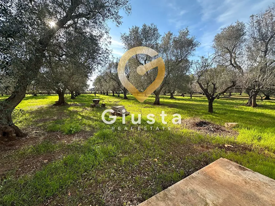 Immagine 14 di Rustico / casale in vendita  in contrada difesa snc a Francavilla Fontana