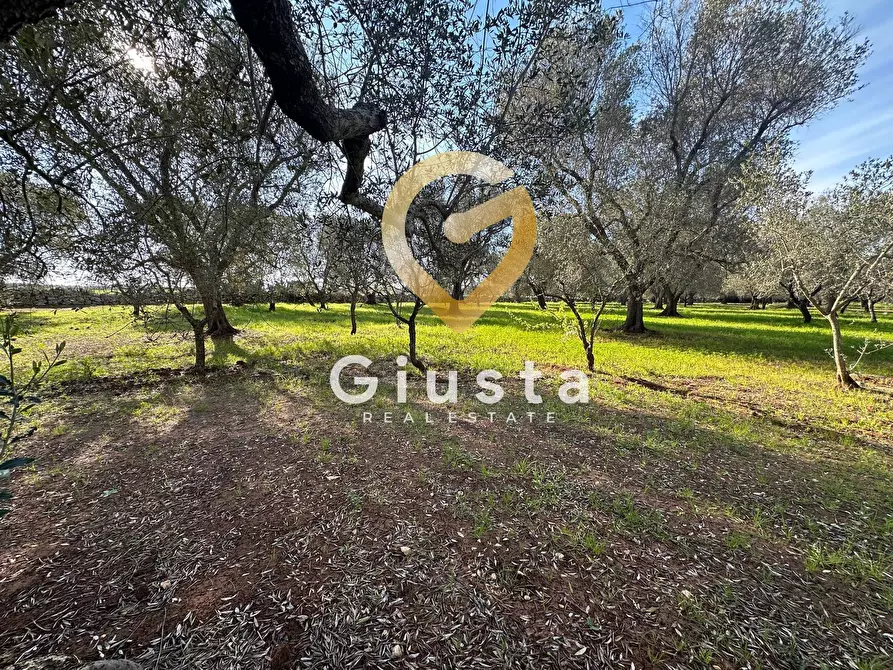 Immagine 16 di Rustico / casale in vendita  in contrada difesa snc a Francavilla Fontana