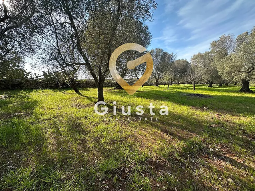 Immagine 17 di Rustico / casale in vendita  in contrada difesa snc a Francavilla Fontana