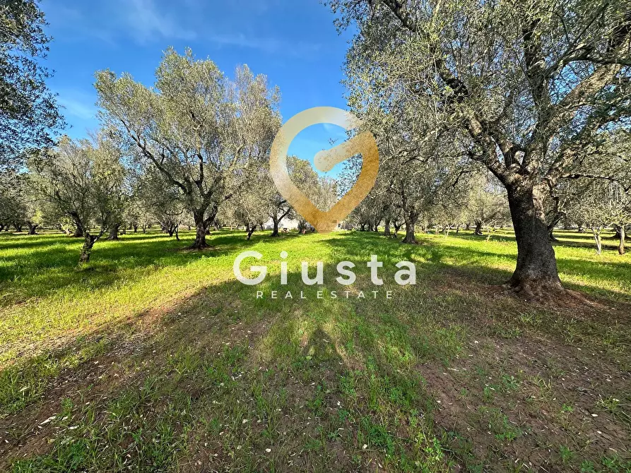 Immagine 18 di Rustico / casale in vendita  in contrada difesa snc a Francavilla Fontana