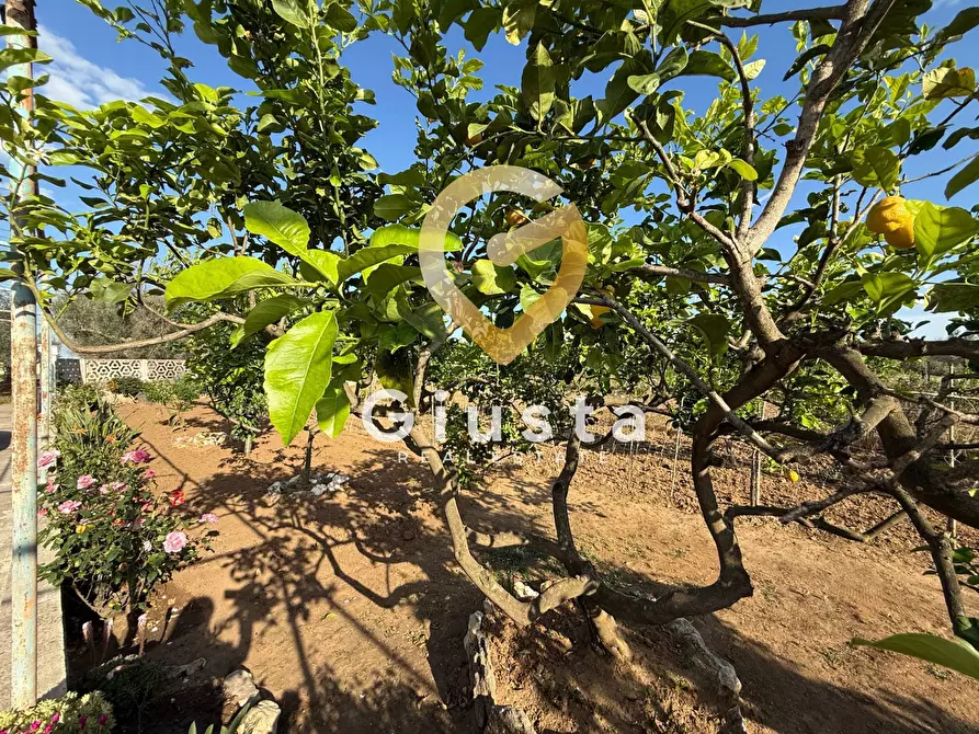 Immagine 19 di Villa in vendita  in Contrada Capineri a Mesagne