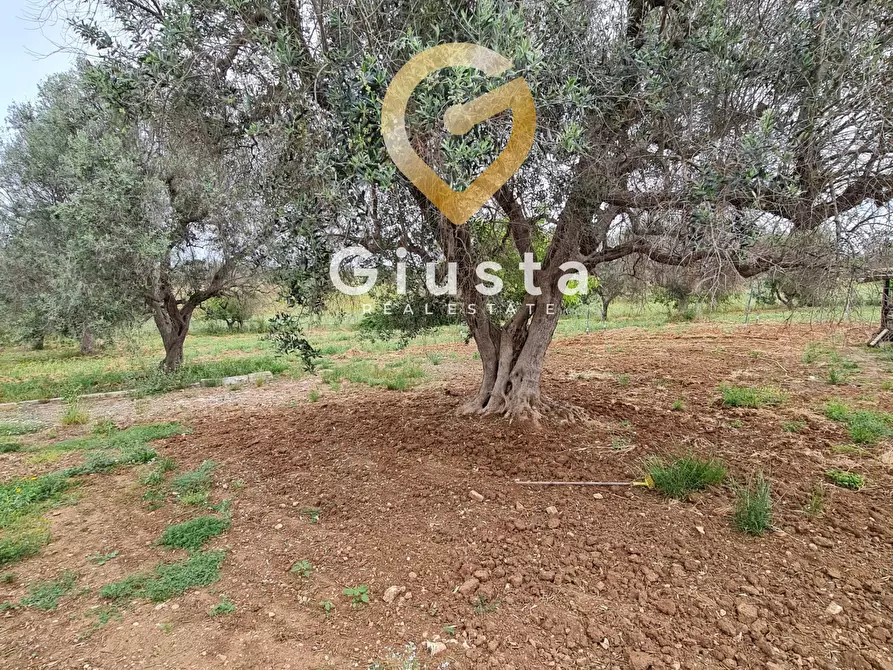 Immagine 9 di Villa in vendita  in cda zambardo a San Vito Dei Normanni