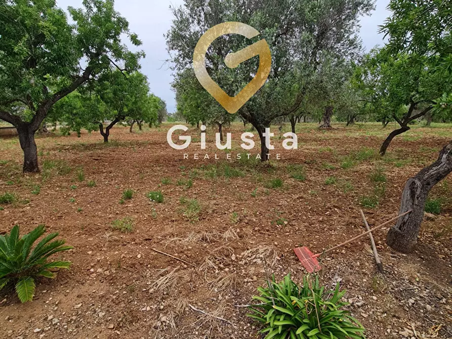 Immagine 34 di Villa in vendita  in cda zambardo a San Vito Dei Normanni