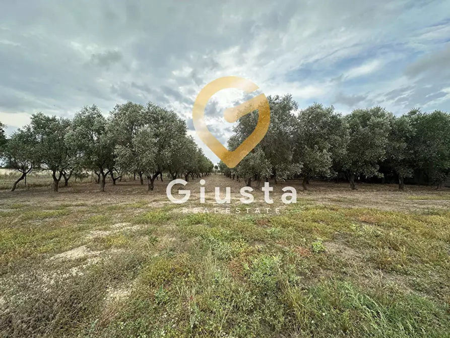 Immagine 15 di Villa in vendita  in via vittorio emanuele III a San Pancrazio Salentino