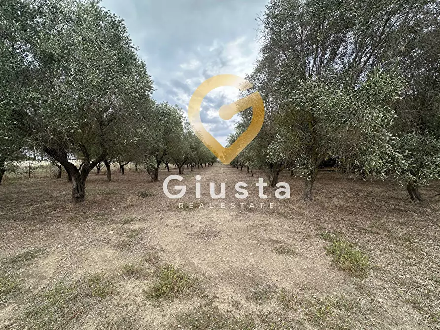 Immagine 16 di Villa in vendita  in via vittorio emanuele III a San Pancrazio Salentino