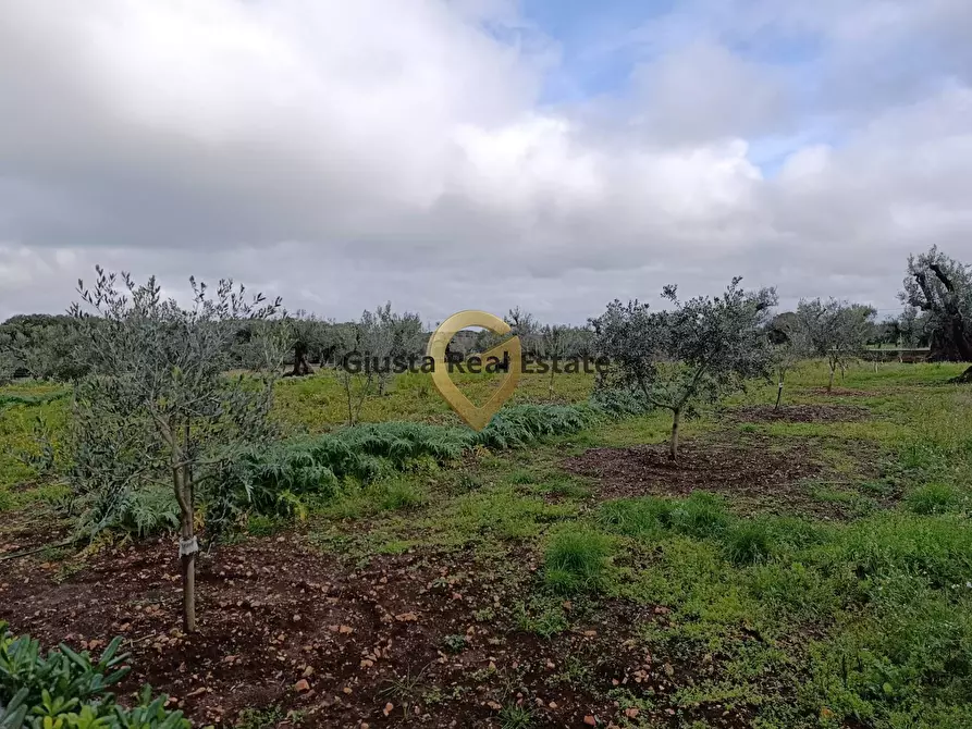 Immagine 7 di Terreno agricolo in vendita  in Contrada Santa Caterina sn a San Vito Dei Normanni