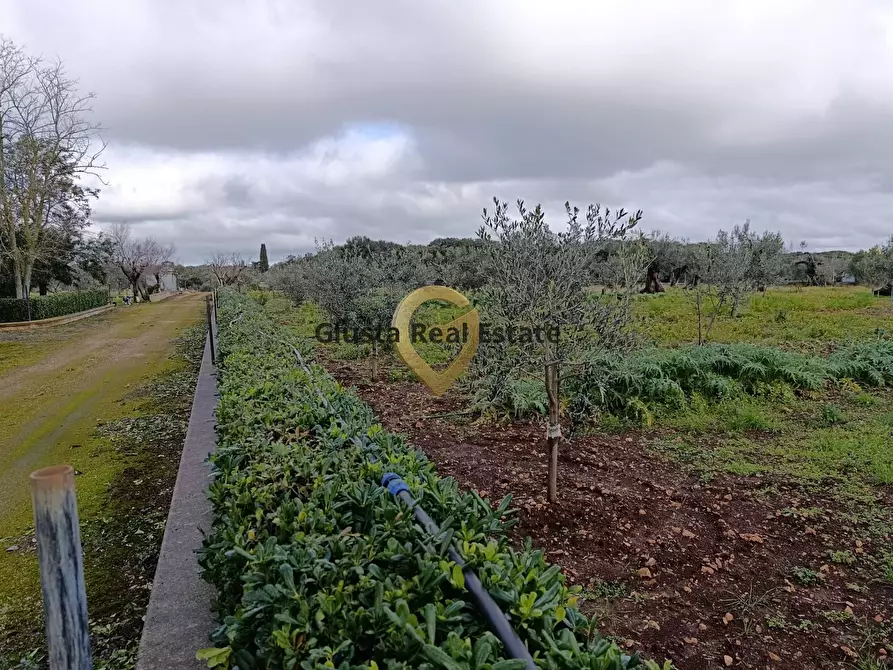 Immagine 8 di Terreno agricolo in vendita  in Contrada Santa Caterina sn a San Vito Dei Normanni