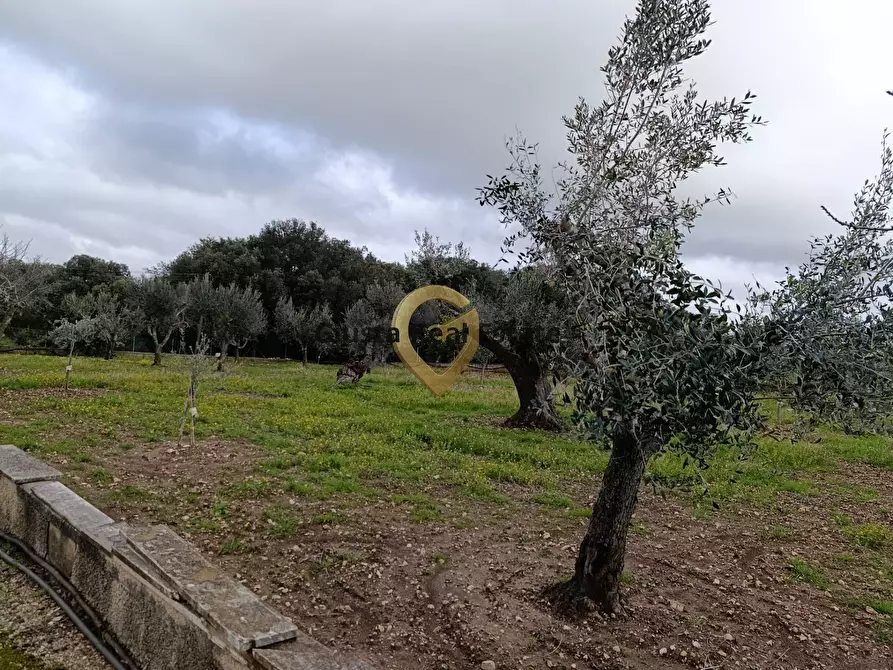 Immagine 15 di Terreno agricolo in vendita  in Contrada Santa Caterina sn a San Vito Dei Normanni