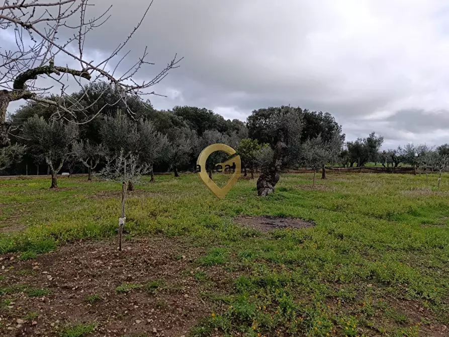 Immagine 17 di Terreno agricolo in vendita  in Contrada Santa Caterina sn a San Vito Dei Normanni