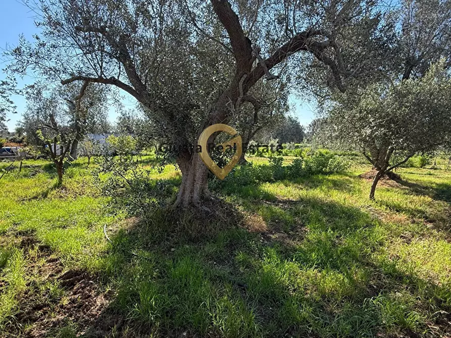 Immagine 11 di Villa in vendita  in Contrada Tanusci a Latiano