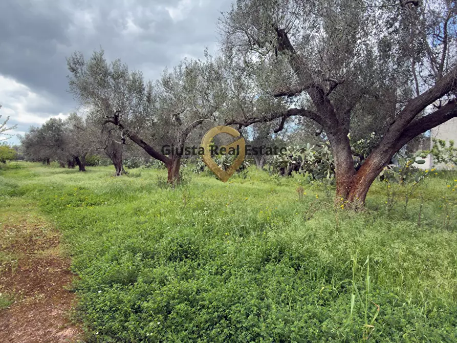 Immagine 20 di Villa in vendita  in Contrada Specchia a Latiano