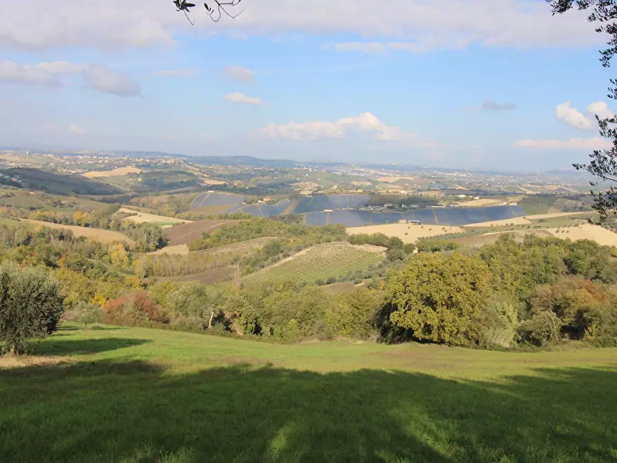 Immagine 2 di Terreno agricolo in vendita  a Bellante
