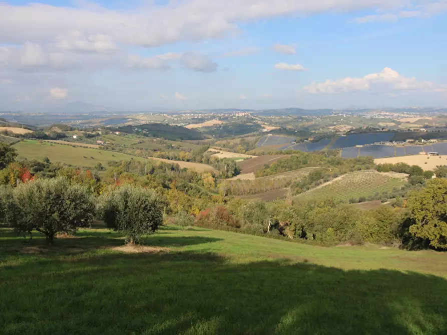 Immagine 4 di Terreno agricolo in vendita  a Bellante