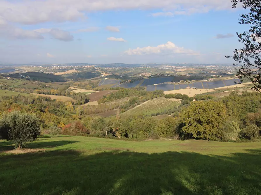 Immagine 5 di Terreno agricolo in vendita  a Bellante