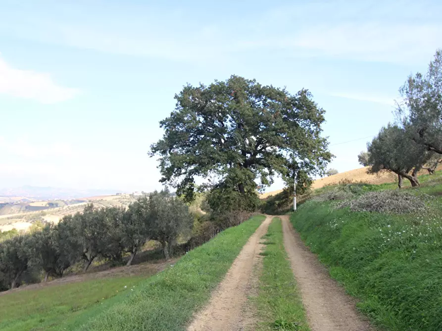 Immagine 6 di Terreno agricolo in vendita  a Bellante
