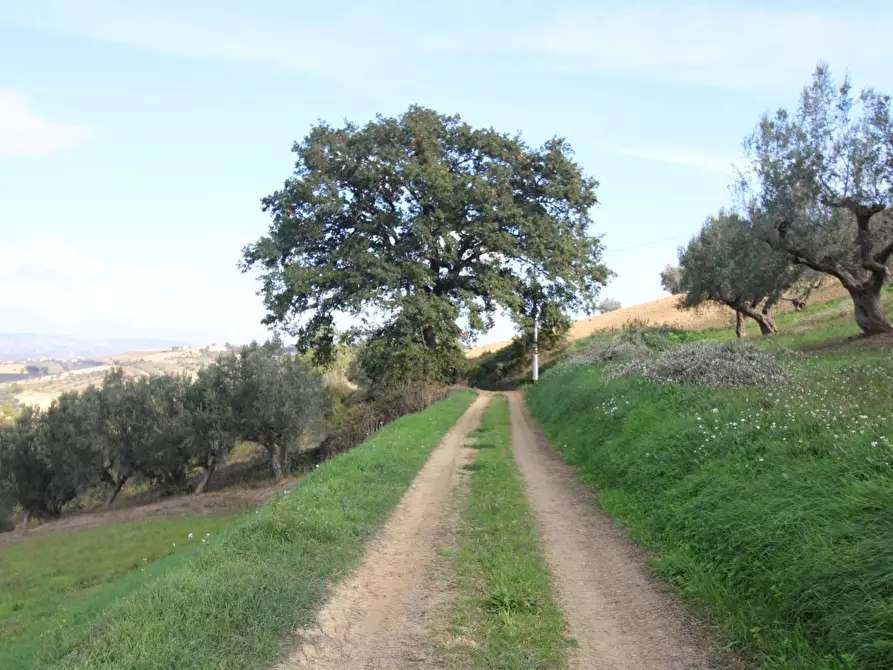 Immagine 7 di Terreno agricolo in vendita  a Bellante
