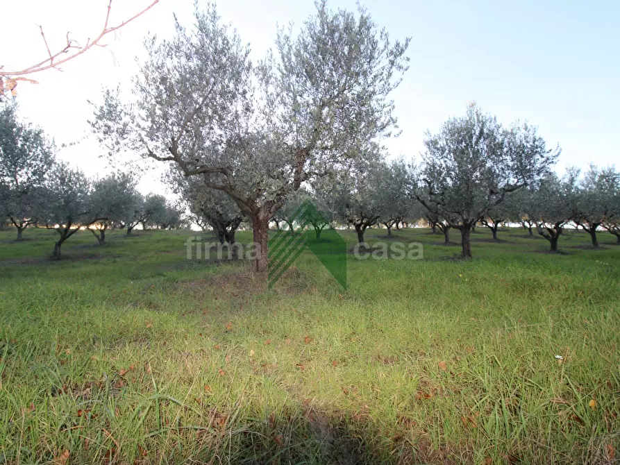 Immagine 9 di Terreno agricolo in vendita  a Bellante