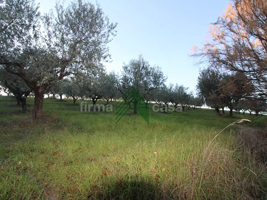 Immagine 10 di Terreno agricolo in vendita  a Bellante