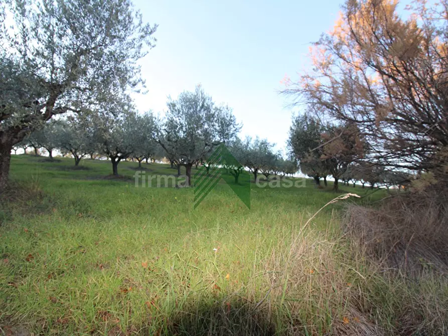 Immagine 11 di Terreno agricolo in vendita  a Bellante