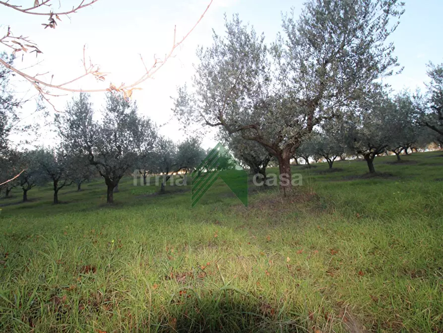 Immagine 12 di Terreno agricolo in vendita  a Bellante