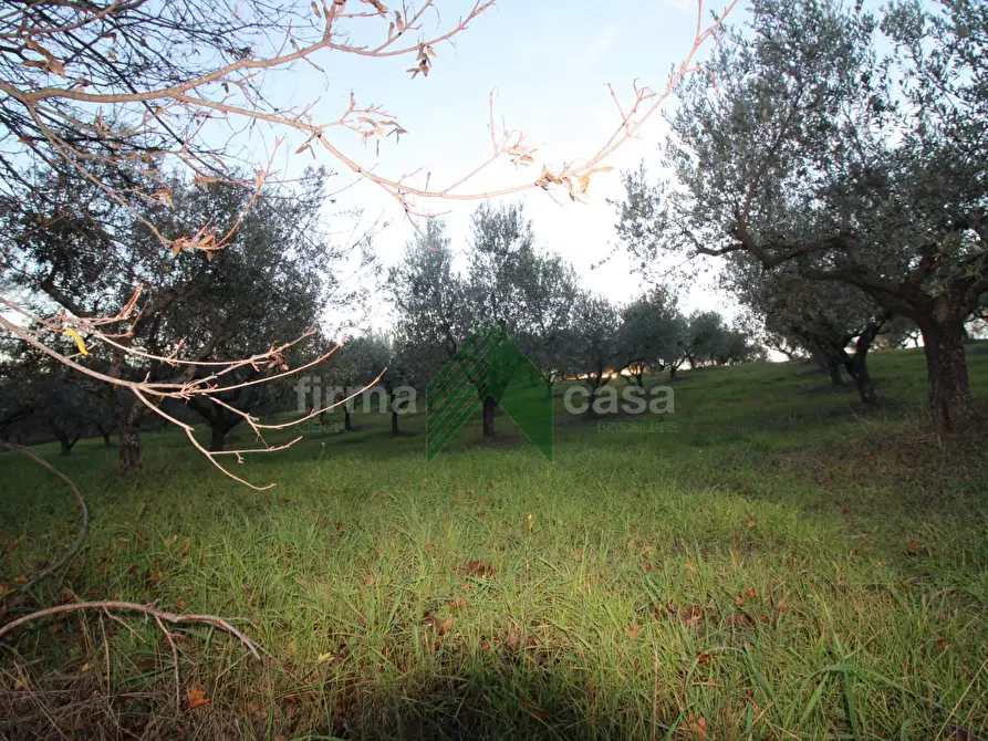 Immagine 13 di Terreno agricolo in vendita  a Bellante