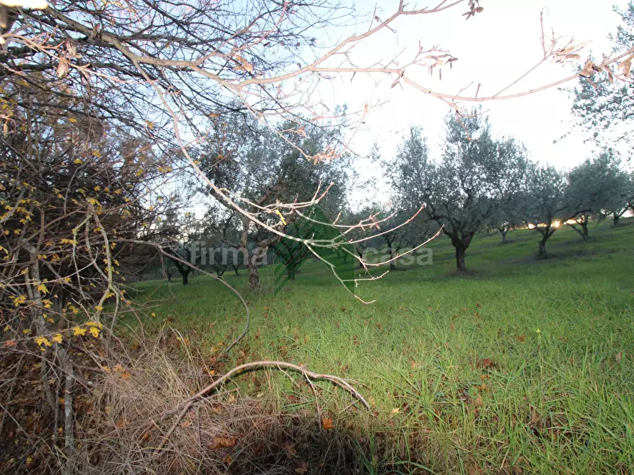 Immagine 14 di Terreno agricolo in vendita  a Bellante