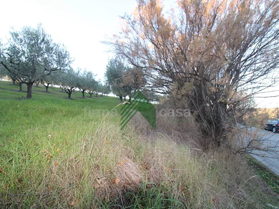 Immagine 15 di Terreno agricolo in vendita  a Bellante