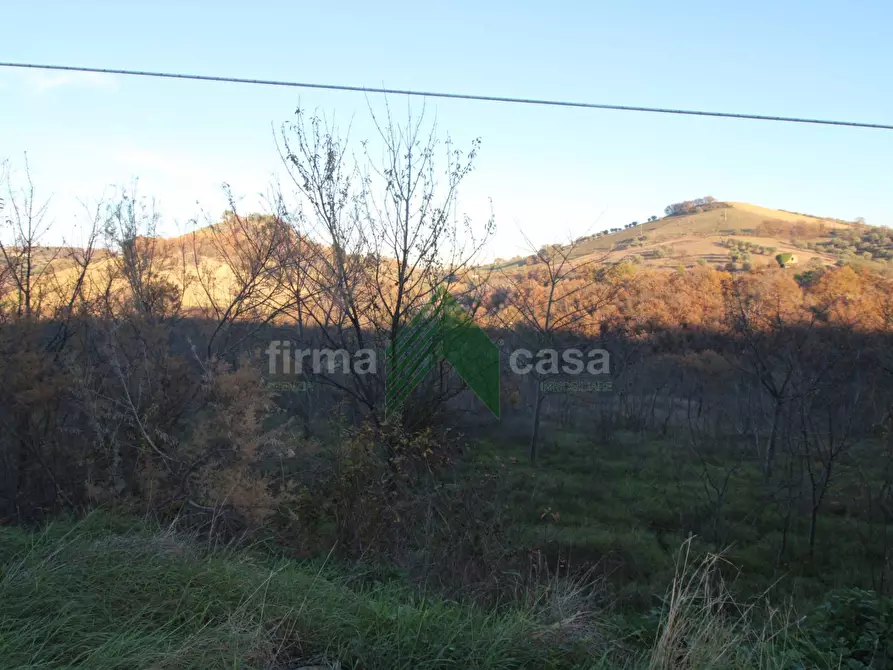 Immagine 16 di Terreno agricolo in vendita  a Bellante