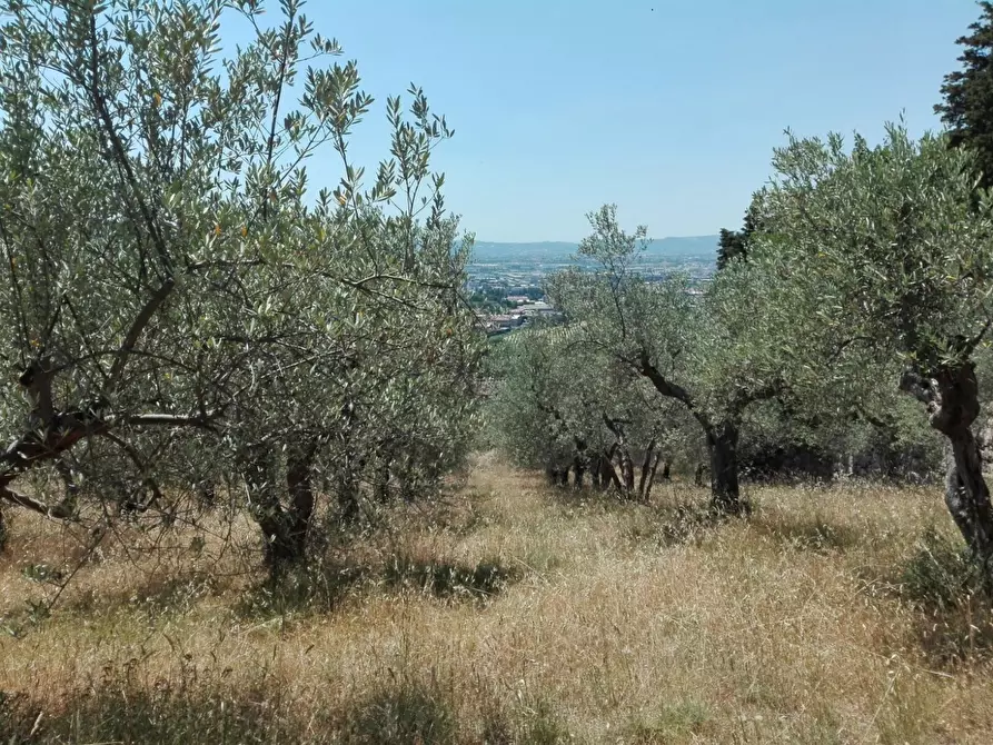 Immagine 3 di Terreno agricolo in vendita  in Località Baroncoli a Calenzano