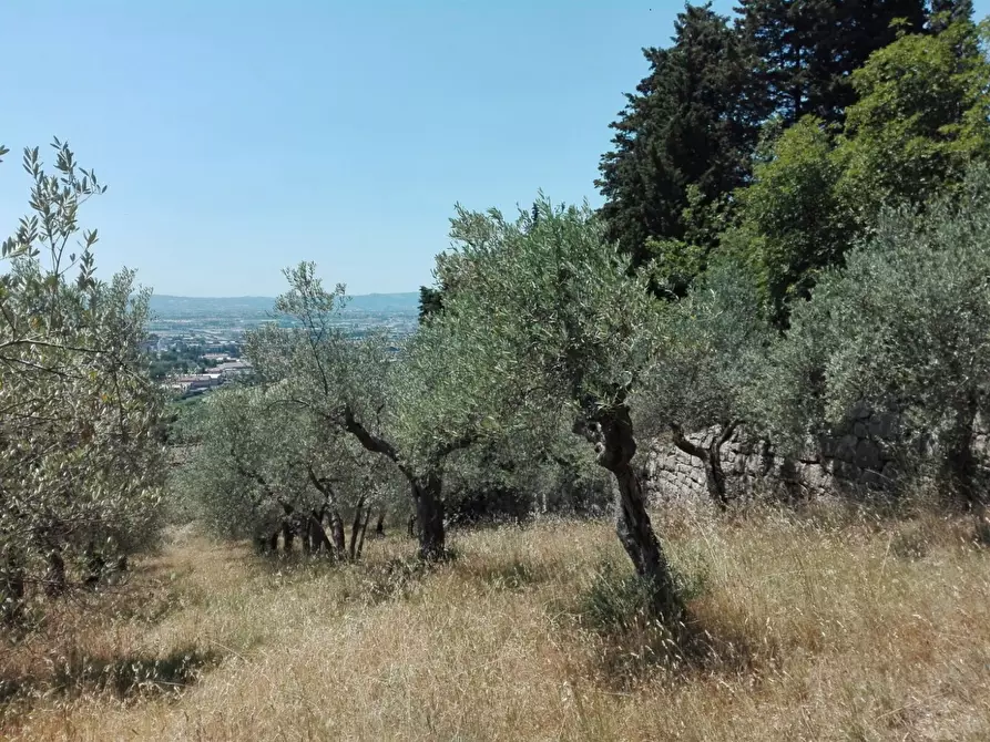 Immagine 6 di Terreno agricolo in vendita  in Località Baroncoli a Calenzano