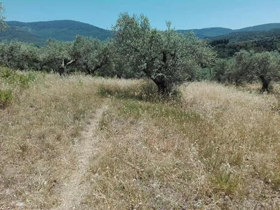 Immagine 13 di Terreno agricolo in vendita  in Località Baroncoli a Calenzano