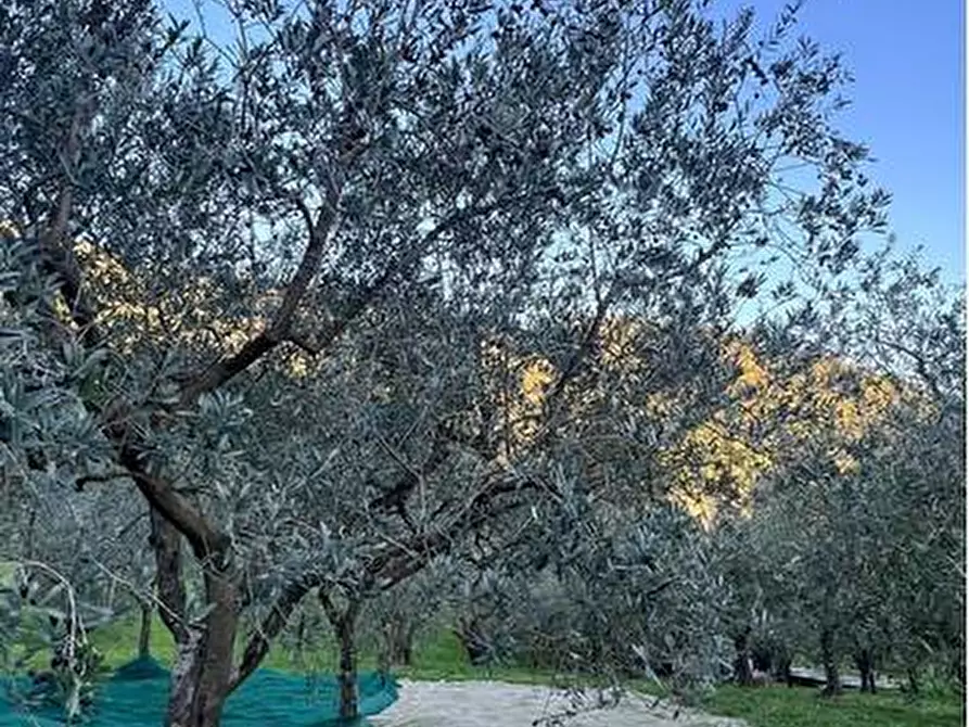 Immagine 2 di Terreno agricolo in vendita  in Località Secciano a Calenzano