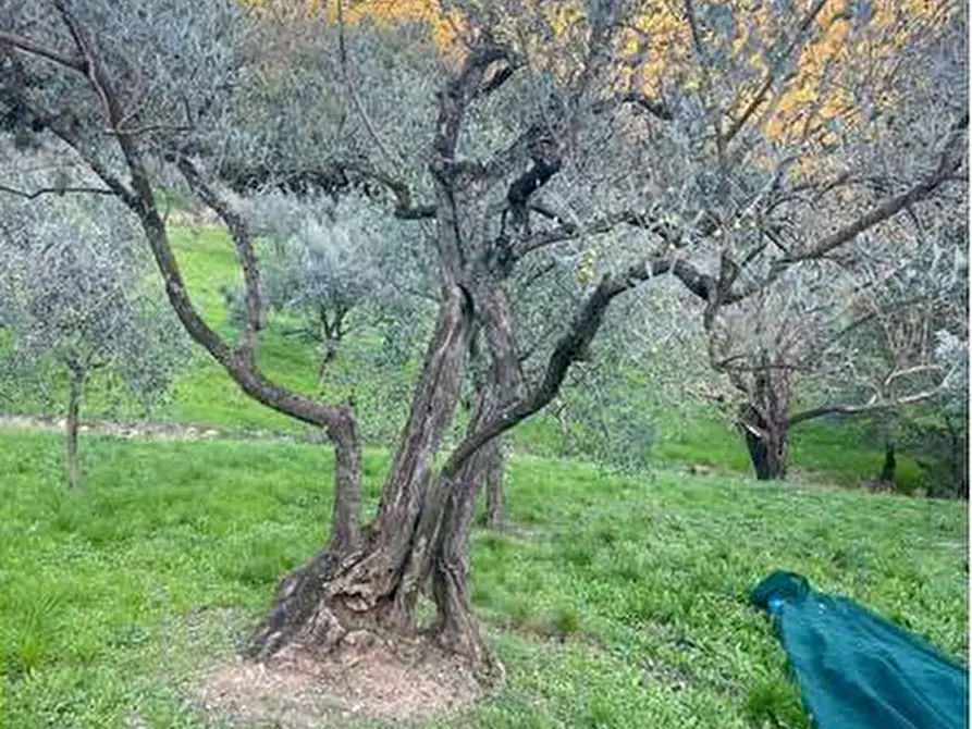 Immagine 3 di Terreno agricolo in vendita  in Località Secciano a Calenzano