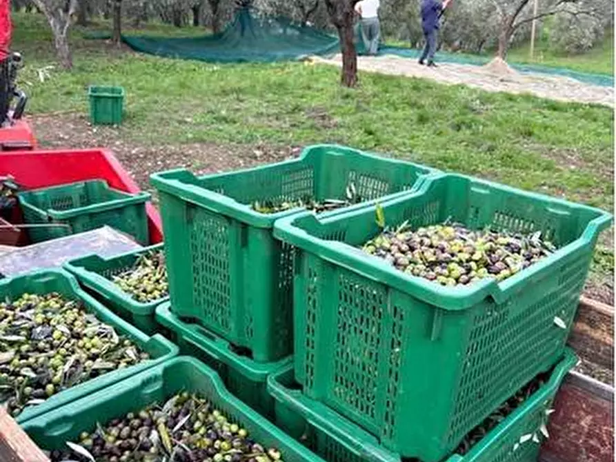 Immagine 4 di Terreno agricolo in vendita  in Località Secciano a Calenzano