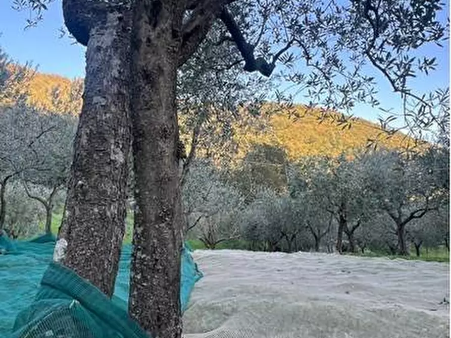 Immagine 5 di Terreno agricolo in vendita  in Località Secciano a Calenzano
