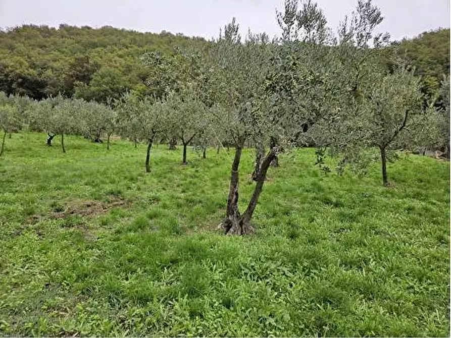 Immagine 6 di Terreno agricolo in vendita  in Località Secciano a Calenzano