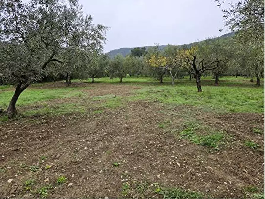 Immagine 9 di Terreno agricolo in vendita  in Località Secciano a Calenzano