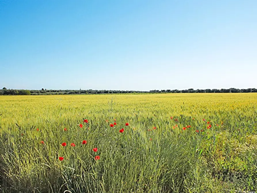 Immagine 2 di Azienda agricola in vendita  a Latiano
