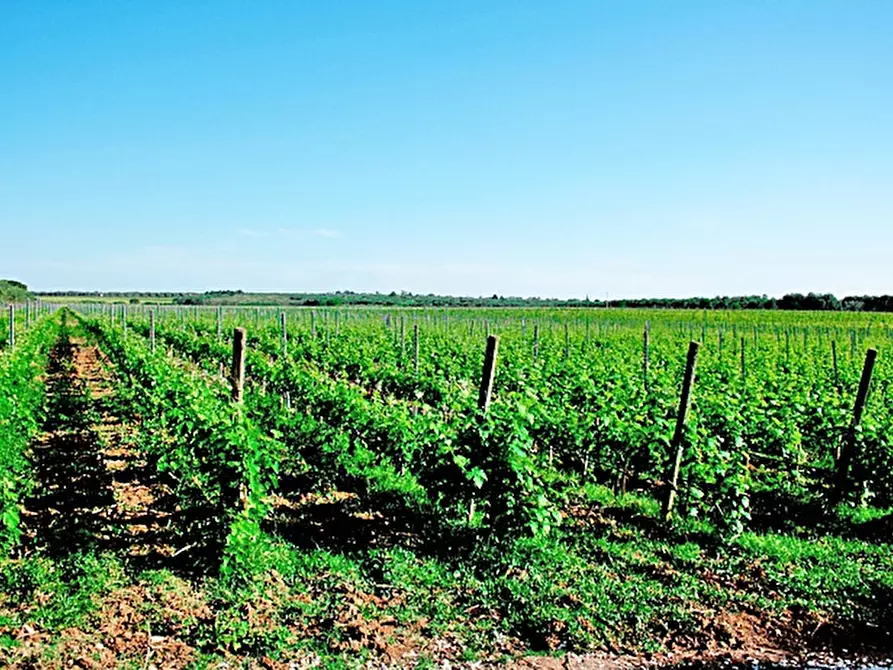 Immagine 3 di Azienda agricola in vendita  a Latiano