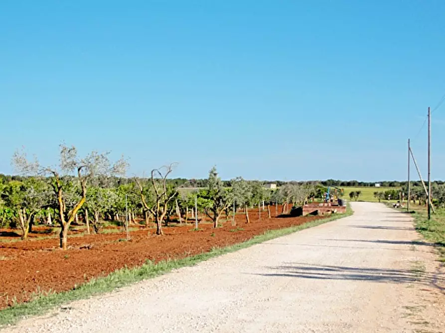 Immagine 4 di Azienda agricola in vendita  a Latiano