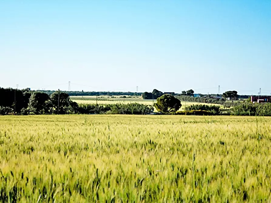 Immagine 5 di Azienda agricola in vendita  a Latiano