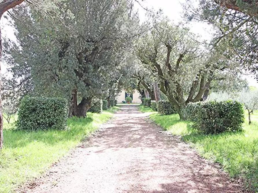 Immagine 55 di Rustico / casale in vendita  in via solferino a Terricciola