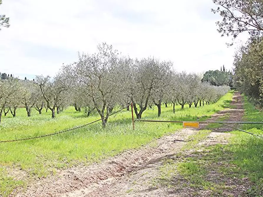 Immagine 57 di Rustico / casale in vendita  in via solferino a Terricciola